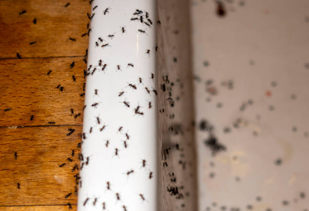Best Bed Bug Extermination  in Druid Hills, GA