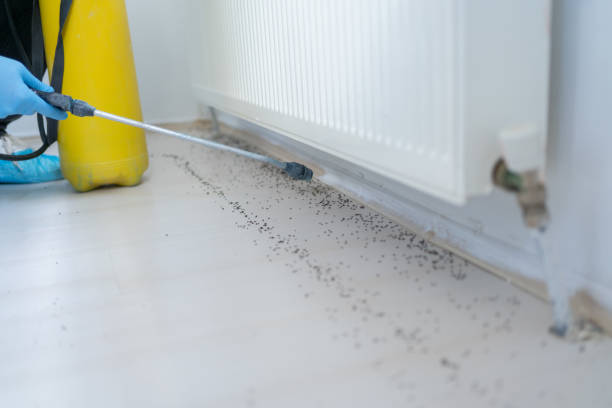 Best Wasp Removal Services  in Druid Hills, GA